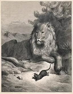Animals Gallery: The Lion and the Mouse