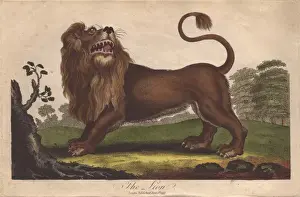 Lion, Panthera leo