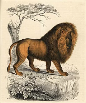 Panthera Collection: Lion, Panthera leo, male