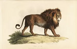 Panthera Collection: Lion, Panthera leo, male. Vulnerable