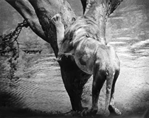 Claws Prints: Lion Sharpens its Claws