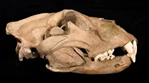 Big Cat Prints: Lion skull with lower jaw viewed from the front