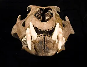 Big Cat Prints: Lion skull with lower jaw viewed from right side