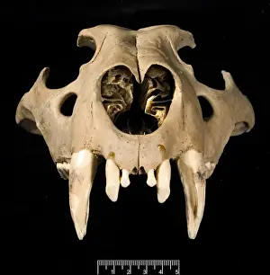 Big Cat Prints: Lion skull viewed from the front