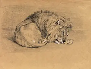 M Ammals Prints: Lion sleeping