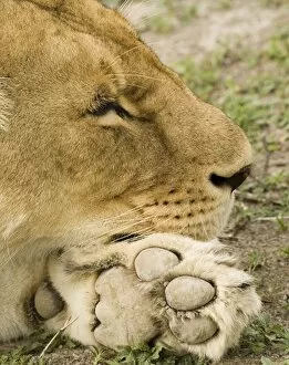 Images Dated 5th February 2008: Lion sleeping on paw