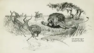Sheppard Prints: Lion springing to attack an Impala