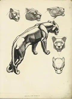 Lion studies