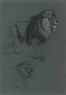 Mane Prints: Lion Studies