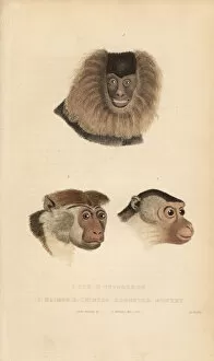 Macaque Collection: Lion-tailed macaque, pig-tailed macaque and toque macaque