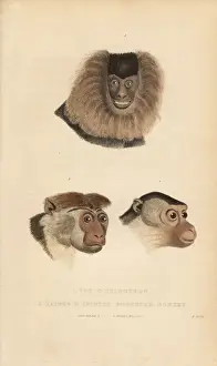 Toque Prints: Lion-tailed macaque, pig-tailed macaque and toque macaque