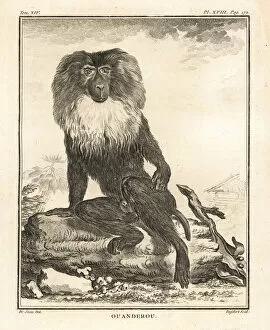 Lion-tailed macaque or wanderoo, Macaca silenus. Endandered