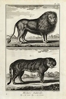 Encyclopedia Prints: Lion and tiger, endangered