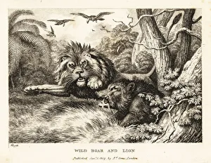 Gay And Phaedrus Prints: A lion and wild boar fight while vultures circle above