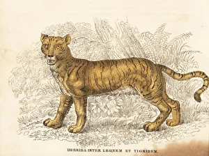 Panthera Collection: Lion x tiger hybrid