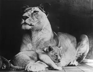 Images Dated 13th September 2011: Lioness & her Cub