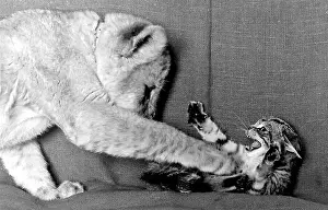 Lioness Prints: Lioness cub Honey with kitten Pinkle on a sofa Date: circa 1960s