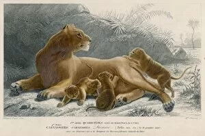 Animals Collection: Lioness and Cubs