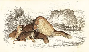 Cubs Prints: Lioness and cubs, Panthera leo
