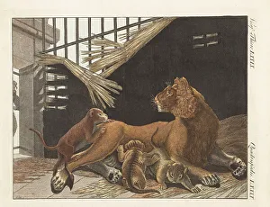 Cubs Prints: Lioness and her cubs, Panthera leo, in a cage