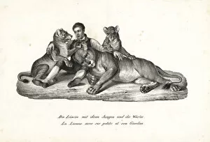 Brodtmann Collection: Lioness and cubs with trainer, Panthera leo