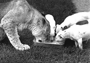 Lioness and dogs sharing a dish of water