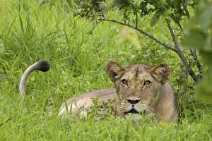 Images Dated 24th January 2008: Lioness in long grass
