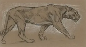 Lioness Pacing