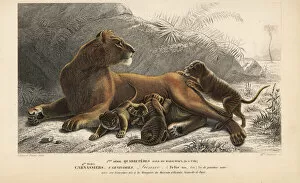 Panthera Collection: Lioness, Panthera leo, with cubs. Vulnerable
