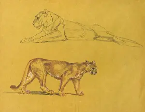 Lioness Prints: Lioness and puma