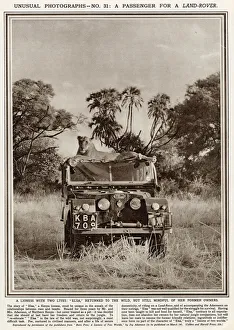 Images Dated 13th November 2020: Lioness sitting on top of a Series One Land Rover