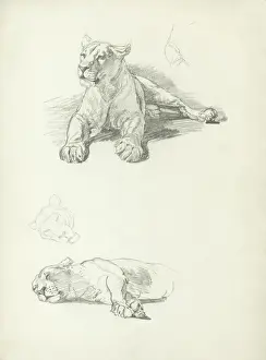 Lioness Prints: Lioness Studies