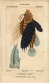 Lionfish, Pterois volitans, and blue blanquillo