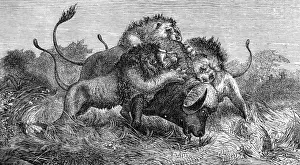 Lions attacking a Buffalo, South Africa, 1857