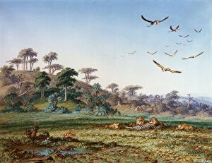 1874 Collection: Lions and Dead Quagga, by Thomas Baines