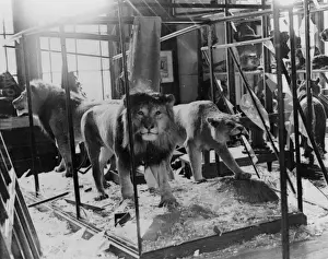 Lions in debris, 1944. The Natural History Museum, London