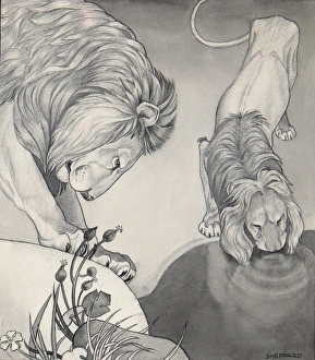 Alpha Gallery: Lions drinking from a still pool