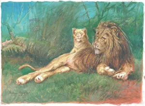 Lions
