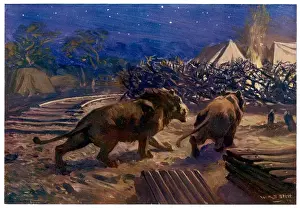 Uganda Prints: Lions Stop Rail Work