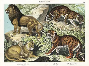 Predator Prints: Lions, tiger and jaguar