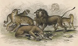Lions & Wild Cats / Miller