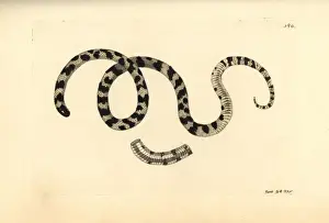 Liophis poecilogyrus snake