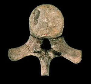 Black Background Collection: Liopleurodon vertebra