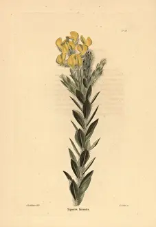 Liparia hirsuta