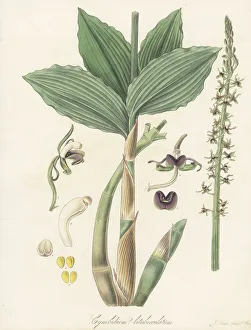 Nepal Prints: Liparis nervosa orchid
