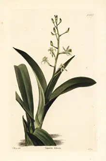 Liparis reflexa