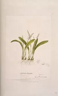 Asparagales Gallery: Liparis revoluta