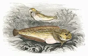 Liparis, or Sea Snail