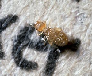 Mold Collection: Liposcelis bostrychophilus, booklouse