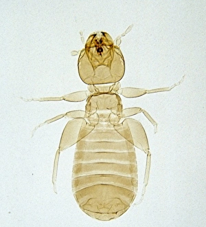 Liposcelis sp., booklouse Liposcelis sp., booklouse